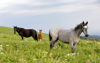 Poster - A beautiful shot of a flock of horses on a meadow under the cloudy skies