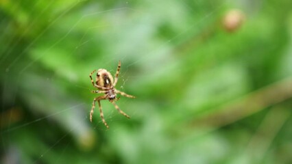 Canvas Print - A small brown spider making its spider web with blurred green leaves on the background