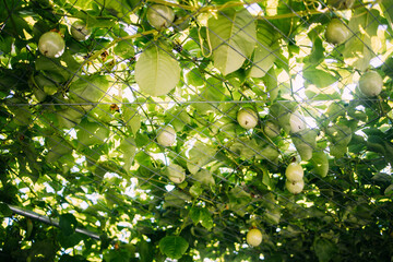 Wall Mural - A closeup of passion fruit vine bearing fruits on wire mesh trellis