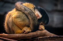 Furry Small Squirrel Monkey Curled Up In A Ball, Thinking About Life