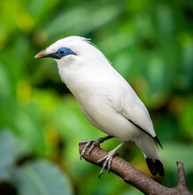 Bali Starling (or Bali Myna), A White Bird With Blue Around The Eyes Sitting On A Branch In Front Of A Green Jungle Background