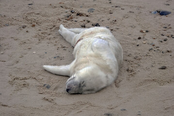 Wall Mural - A newborn seal pup asleep on the beach in Norfolk, England