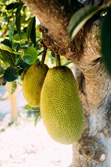 Wall Mural - A vertical shot of fresh unripe jackfruits hanging from a tree trunk