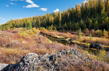 Wall Mural - Altai river Kurkurek with larch forest on Eshtykel plateau.