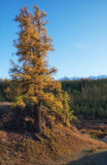 Wall Mural - Larch tree with stones are on foreground and larch forest and snow mountains are on background. Autumn.