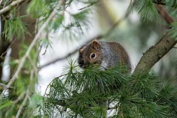 Wall Mural - close up of a cute furry grey squirrel resting on the pine tree branch