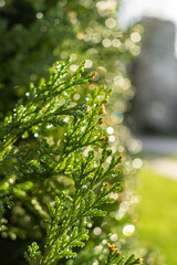 Wall Mural - sun light shines on the water droplets filled cypress leaves