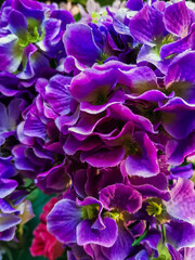  close up of purple flowers