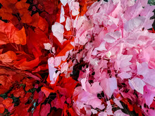 Red And Pink Maple Leaves