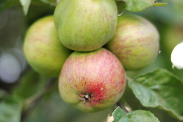 Wall Mural - A closeup shot of green red apples growing on a tree