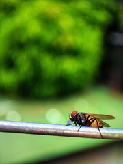 Sticker - A vertical shot of a fly with blurred background