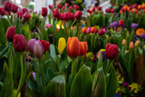 Fototapeta Tulipany - Invernadero de tulipas de distintos colores 