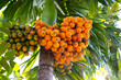 Betel nut, Tropical palm tree