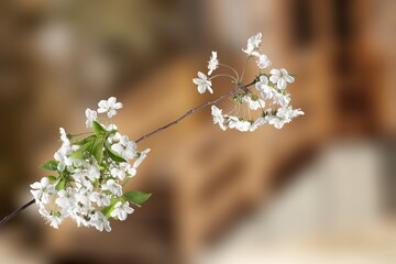 Sticker - Blooming tree on a blurred natural background. Selective focus.