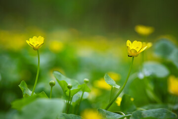 Wall Mural - Yellow spring flowers in the meadow. Spring primroses. Close up