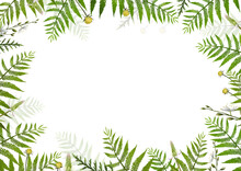 Lovely Green Frame With Large Fern Leaves And Cute Buds. Hand Drawn Empty  Border Template On White Background