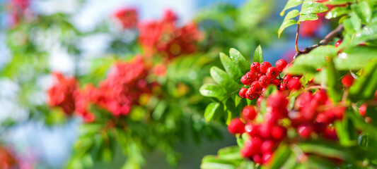 Wall Mural - Summer background. Branches of bright rowan tree in raindrops. Clusters of mountain ash against the sky