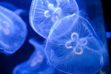 Wall Mural - jelly fish in aquarium