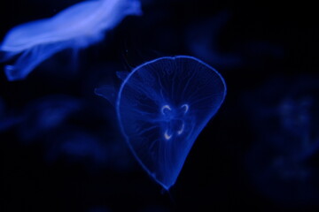 Wall Mural - jellyfish in blue