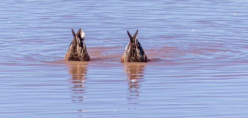 Sticker - A beautiful shot of Sandhill Cranes in a water