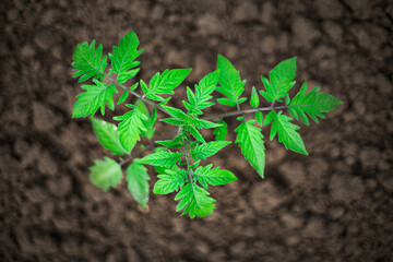 Wall Mural - Young tomato plants leaves in greenhouse. Growing seedling in ground.