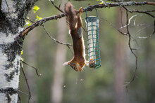 Squirrel Hanging From Branch Reaching For Bird Feeder With Spring Leaves