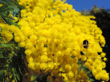 Closeup Of Beautiful Blooming Bright Yellow Fluffy Mimosa Flowers And A Bee In Springtime