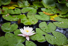 Beautiful White Water Lily Or Lotus Flower In A Pond