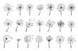 Hand drawn dandelions with flying seeds, dandelion flower heads. Abstract blowball flowers doodle silhouette, spring blossoms vector set. Illustration of fluffy blossom meadow