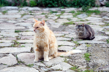 Two wildcats in a countryside alley.