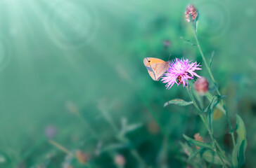 Wall Mural - corn flower field and butterfly isolated on green background.