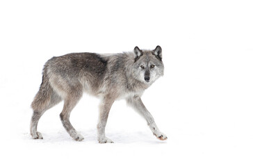 Wall Mural - A lone Black wolf isolated on white background walking in the winter snow in Canada