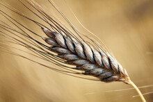 Black Emmer Wheat (Triticum Dicoccon Var. Atratum)
