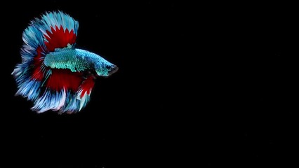 Wall Mural - Blue and red color Siamese fighting fish