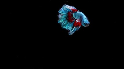 Wall Mural - Blue and red color Siamese fighting fish