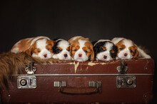 Newborn Dogs Puppies Cavalier King Charles Spaniel On An Old Suitcase