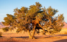 Old Tree In Morning Light, At The Edge Of Sossusvlei Desert, Namibia