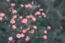 Abstract Defocused Background - Pink Flowers And Bokeh.