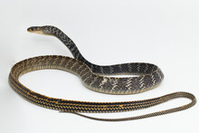 Keeled Rat Snake Ptyas Carinata Isolated On White Background

