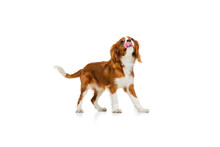 Portrait Of Beautiful Cute Dog, King Charles Spaniel Isolated Over White Studio Background. Concept Of Motion, Beauty, Fashion, Breeds, Pets Love, Animal