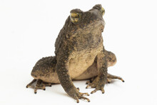 Asian Giant Toad Phrynoidis Asper Isolated On White Background
