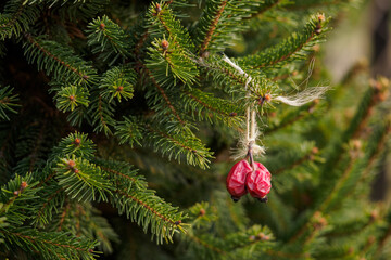 Sticker - Suspended rose hips on a spruce branch outside.