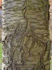 Wall Mural - Detail of the bark of a cherry tree.