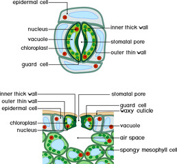 Sticker - Stomatal complex and section view of stomate and plant leaf structure