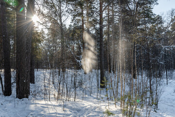 Wall Mural - Beautiful landscape of winter snowy forest	