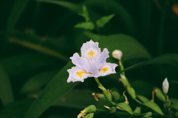 Sticker - A nice flower in a garden