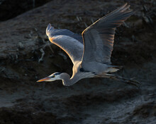 Great Blue Heron Flying In Beautiful Light, Seen In The Wild In North California 