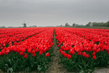 Fototapeta Tulipany - Holland field