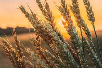 Wall Mural - Summer Sun Shining Through Ripe Wheat Ear In Agricultural Field. Wheat Field In Sunset Sunrise Sun. Summertime, Summer Background.