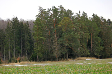 Wall Mural - winter forest	